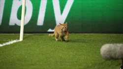 El gatito se divirtió en el campo de juego