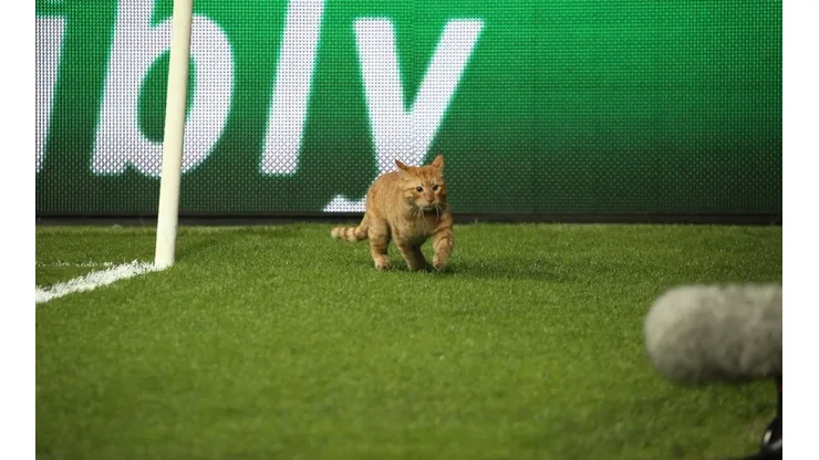 El gatito se divirtió en el campo de juego