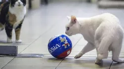 El Mundial de Rusia ya tiene a su vidente: Aquiles, el gato sordo