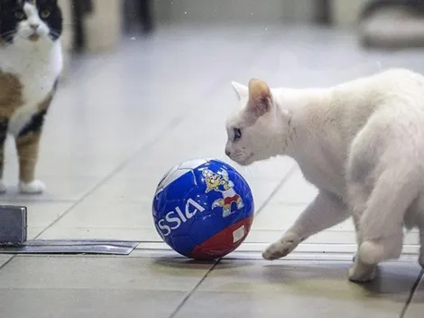 El Mundial de Rusia ya tiene a su vidente: Aquiles, el gato sordo