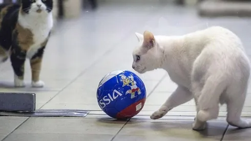 El Mundial de Rusia ya tiene a su vidente: Aquiles, el gato sordo