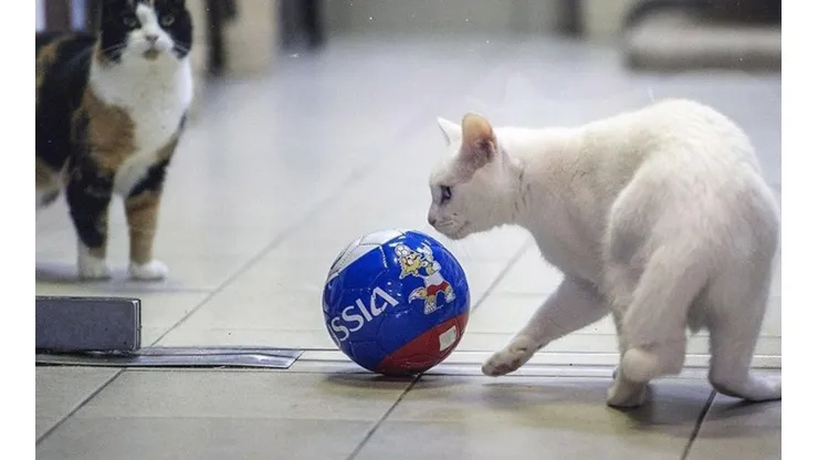 El Mundial de Rusia ya tiene a su vidente: Aquiles, el gato sordo