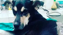 El público se encariñó con Brauny, que se tiró al vacío en el estadio.