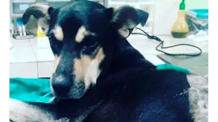 El público se encariñó con Brauny, que se tiró al vacío en el estadio.