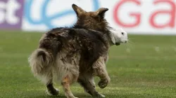 ¡QUÉ CARA DE MIEDO! Bad Bunny se salvó de ser comido por "el lobo".