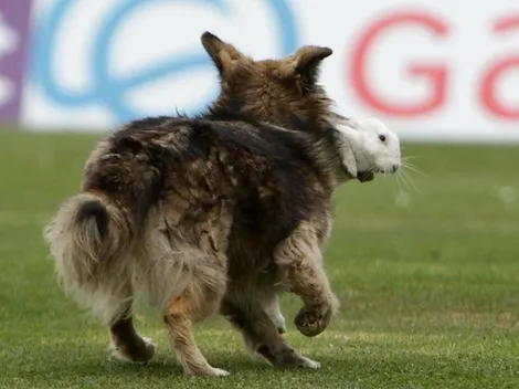 ¡Es roja! Un perro cazó a un conejo en pleno partido