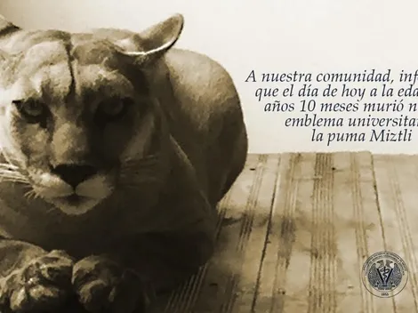Tristeza por muerte de la mascota de los Pumas de la UNAM