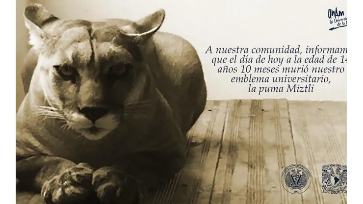 La comunidad de la UNAM lamentó la muerte de la mascota de los Pumas