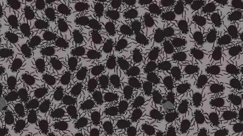 Solo el 7% pudo con este desafío visual: encuentra las MOSCAS en 7 segundos