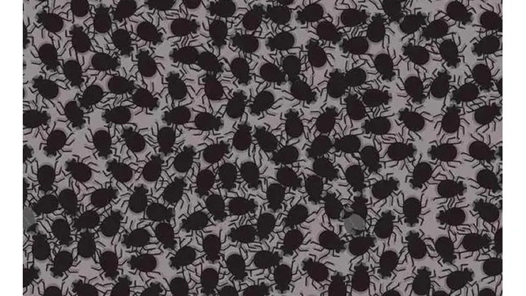 Solo el 7% pudo con este desafío visual: encuentra las MOSCAS en 7 segundos