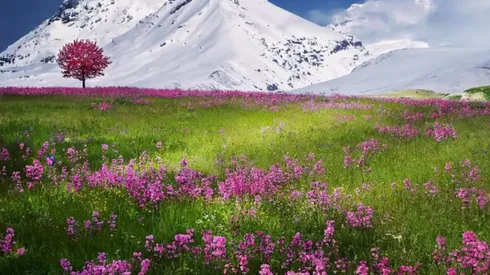 Sólo para expertos: descubre a la mariposa OCULTA en la imagen en 8 segundos