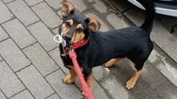 El perro Coco volvió a Córdoba.