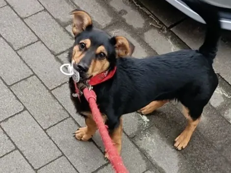 Coco, el perro aislado en Ezeiza, viajó a Córdoba: el emotivo reencuentro con su dueño