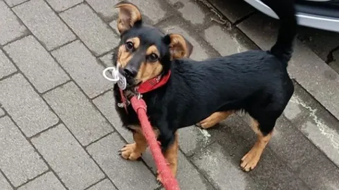 El perro Coco volvió a Córdoba.