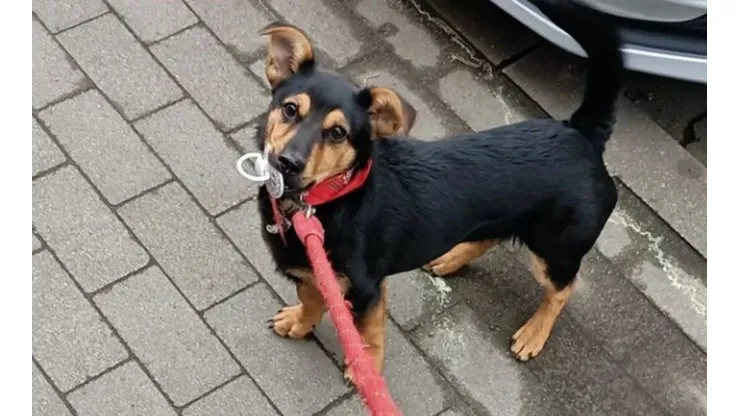 El perro Coco volvió a Córdoba.