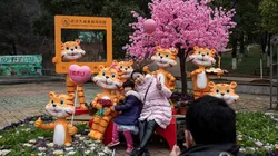 En el 2022, el Año Nuevo Chino se representa con un tigre.