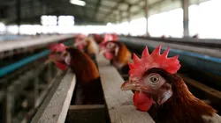 Fallecieron 400 gallinas en Uruguay.