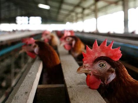 Ola de calor en Uruguay: murieron 400 gallinas en tres días