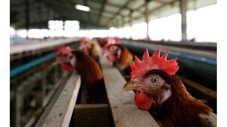 Fallecieron 400 gallinas en Uruguay.