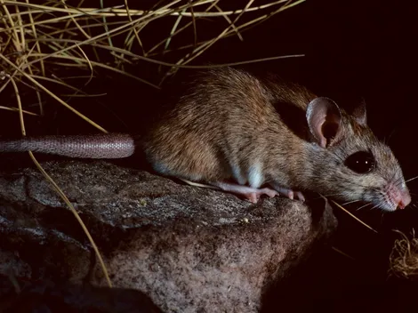 Se confirmó un caso de Hantavirus en Argentina: ¿Qué es y cómo se transmite?