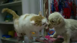 Los perros y gatos deberán tener DNI.