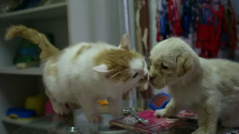 Los perros y gatos deberán tener DNI.