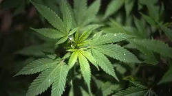 El cannabis será revisado, según informó la Agencia Mundial Antidopaje