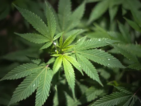 Cannabis a "revisión": la Agencia Mundial Antidopaje publicó las sustancias prohibidas a partir de 2022