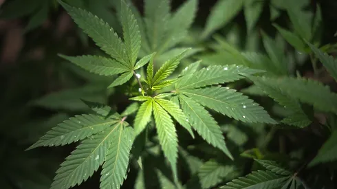 El cannabis será revisado, según informó la Agencia Mundial Antidopaje