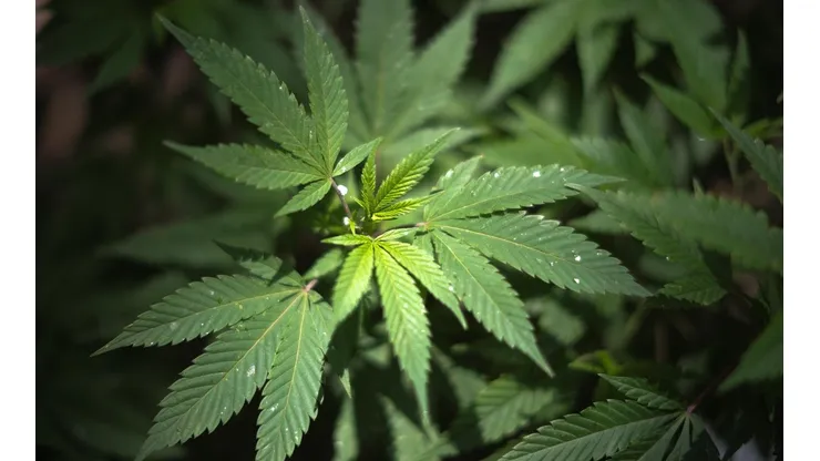 El cannabis será revisado, según informó la Agencia Mundial Antidopaje