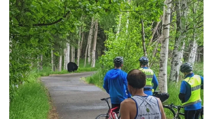 Una mamá osa interrumpió un maratón en Alaska