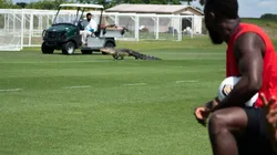 Cocdrilo visita a la plantilla de Toronto FC (Foto: @TorontoFC)