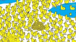 Debes hallar al pollito.