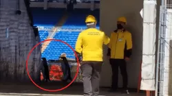 En Madrid están 'flipando': el video viral de unos pingüinos paseando por el Bernabéu