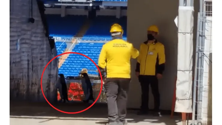 En Madrid están 'flipando': el video viral de unos pingüinos paseando por el Bernabéu