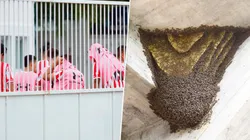 Insólito: el partido de Reserva entre Estudiantes y Central Córdoba se suspendió por invasión de avispas