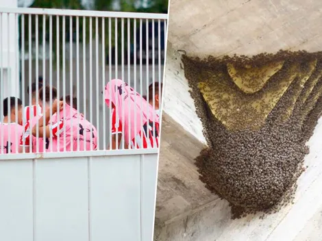 Insólito: el partido de Reserva entre Estudiantes y Central Córdoba se suspendió por invasión de avispas