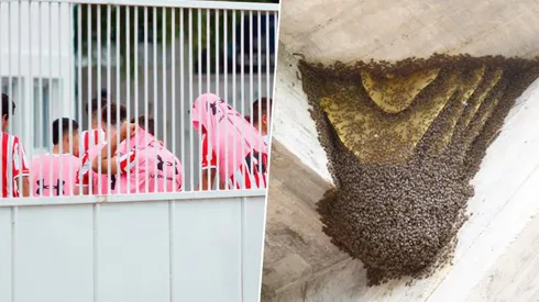 Insólito: el partido de Reserva entre Estudiantes y Central Córdoba se suspendió por invasión de avispas