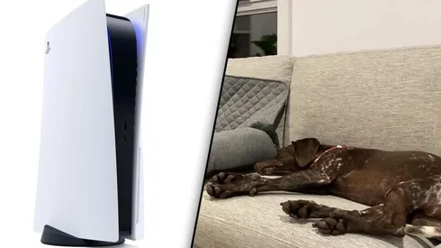 Video viral: perro entrenado para irse a dormir cuando su dueño apaga la PS5