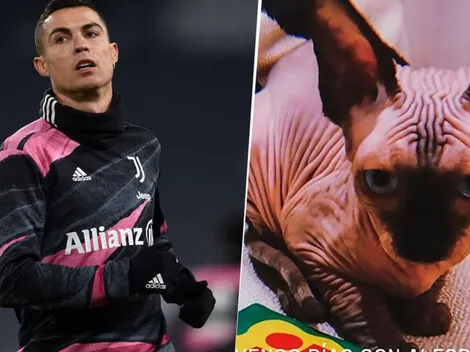 El que tiene plata hace lo que quiere: Cristiano mandó a su gato a España ¡en jet privado!
