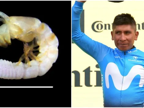 Científicos hallan nueva especie en el mar y lo bautizan en honor a Nairo Quintana