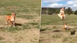Video viral: perro pegó un salto diabólico y sorprendió a su amigo distraído