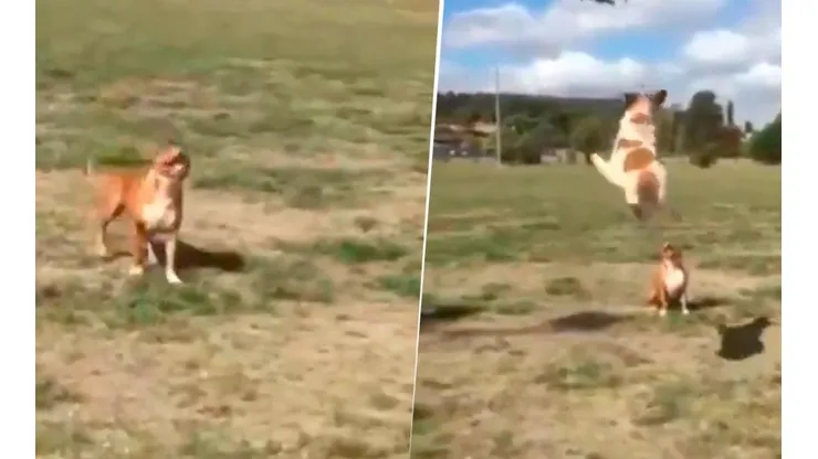 Video viral: perro pegó un salto diabólico y sorprendió a su amigo distraído