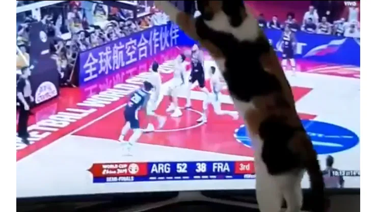 El gato que ayudaba a defender a la Argentina en cada ataque de Francia