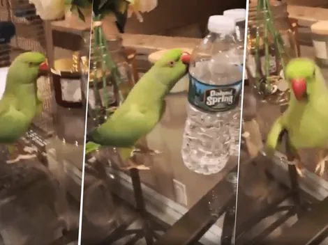 Video viral: este loro se pone diabólico cuando ve botellas