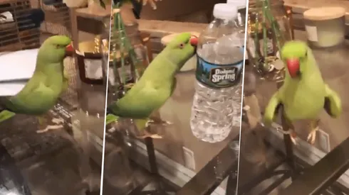 Foto capturas del loro loco.