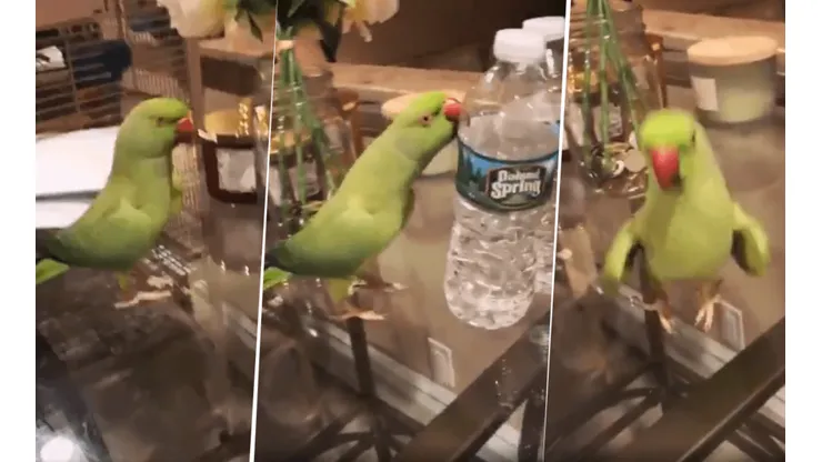 Foto capturas del loro loco.