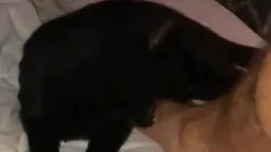 Pablo Lescano molestó a su gato, el animal lo mordió y él filmó todo en cámara lenta