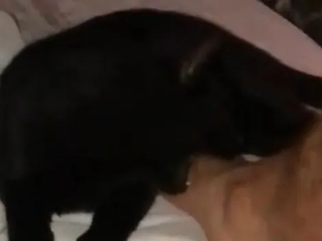 Pablo Lescano molestó a su gato, el animal lo mordió y él filmó todo en cámara lenta