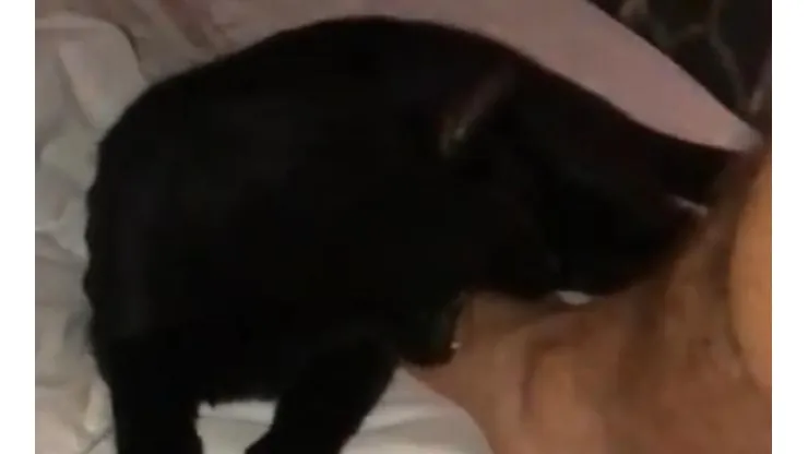 Pablo Lescano molestó a su gato, el animal lo mordió y él filmó todo en cámara lenta